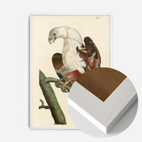 Vintage Pondicherry Eagle Bird Print