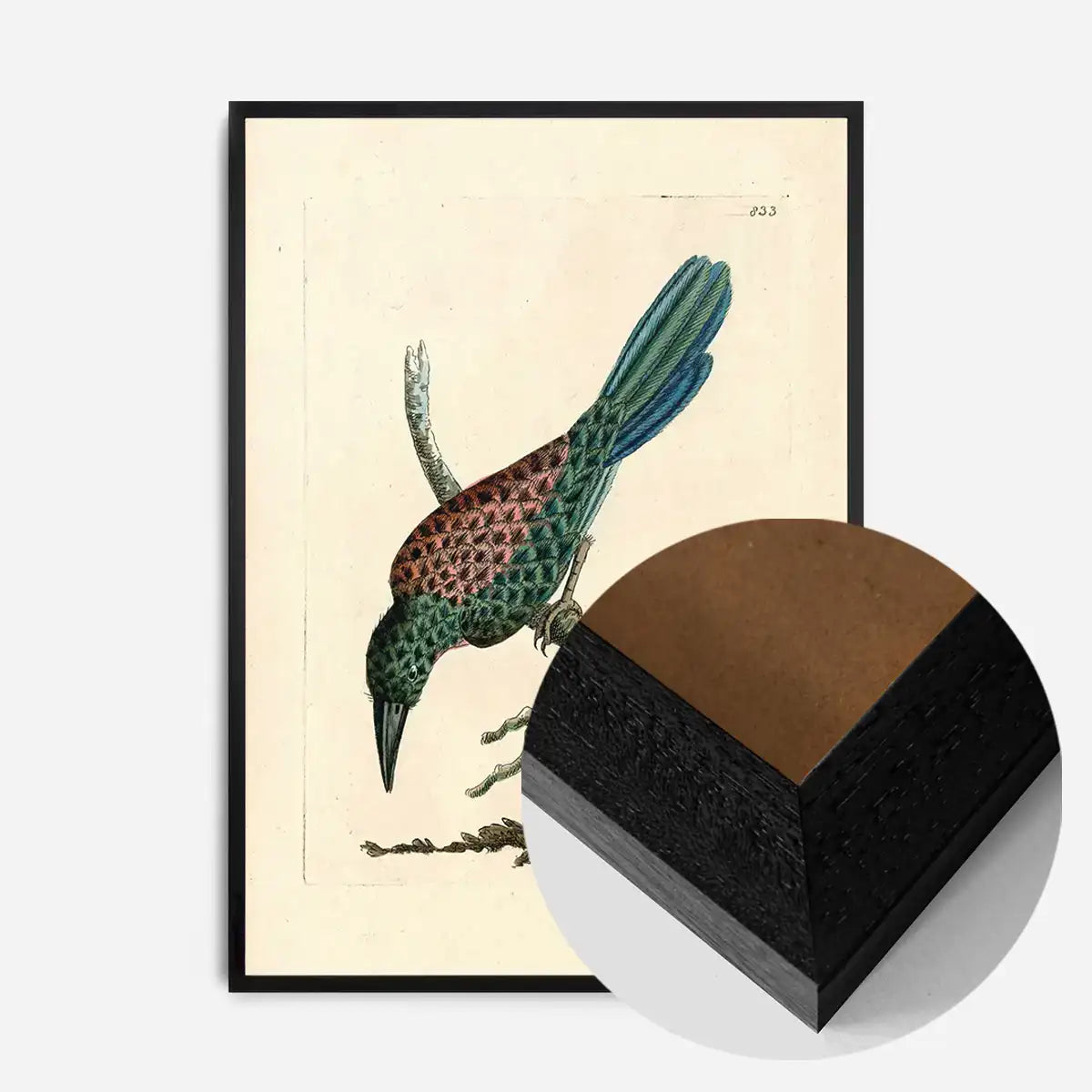Vintage Great Jacamar Bird Print