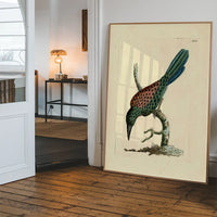 Vintage Great Jacamar Bird Print