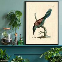 Vintage Great Jacamar Bird Print