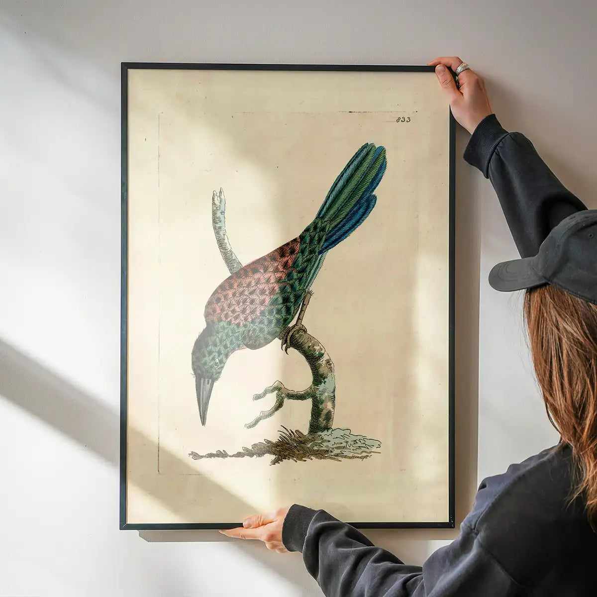 Vintage Great Jacamar Bird Print
