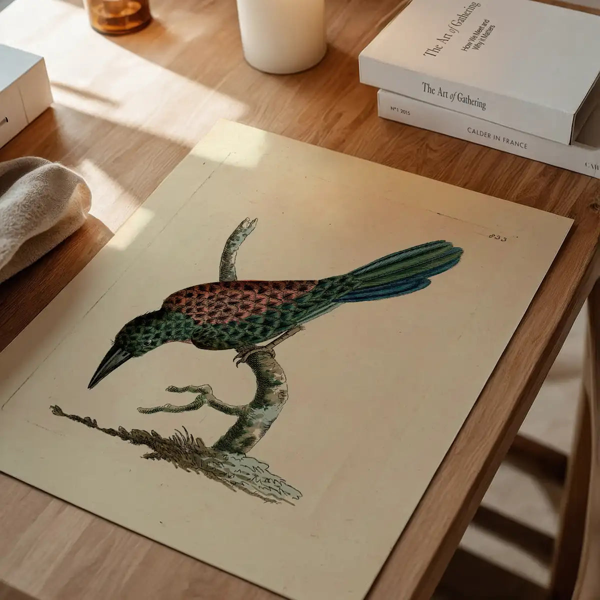Vintage Great Jacamar Bird Print