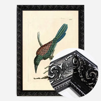 Vintage Great Jacamar Bird Print
