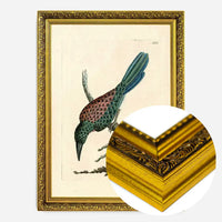 Vintage Great Jacamar Bird Print
