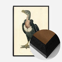 Vintage Alpine Vulture Print