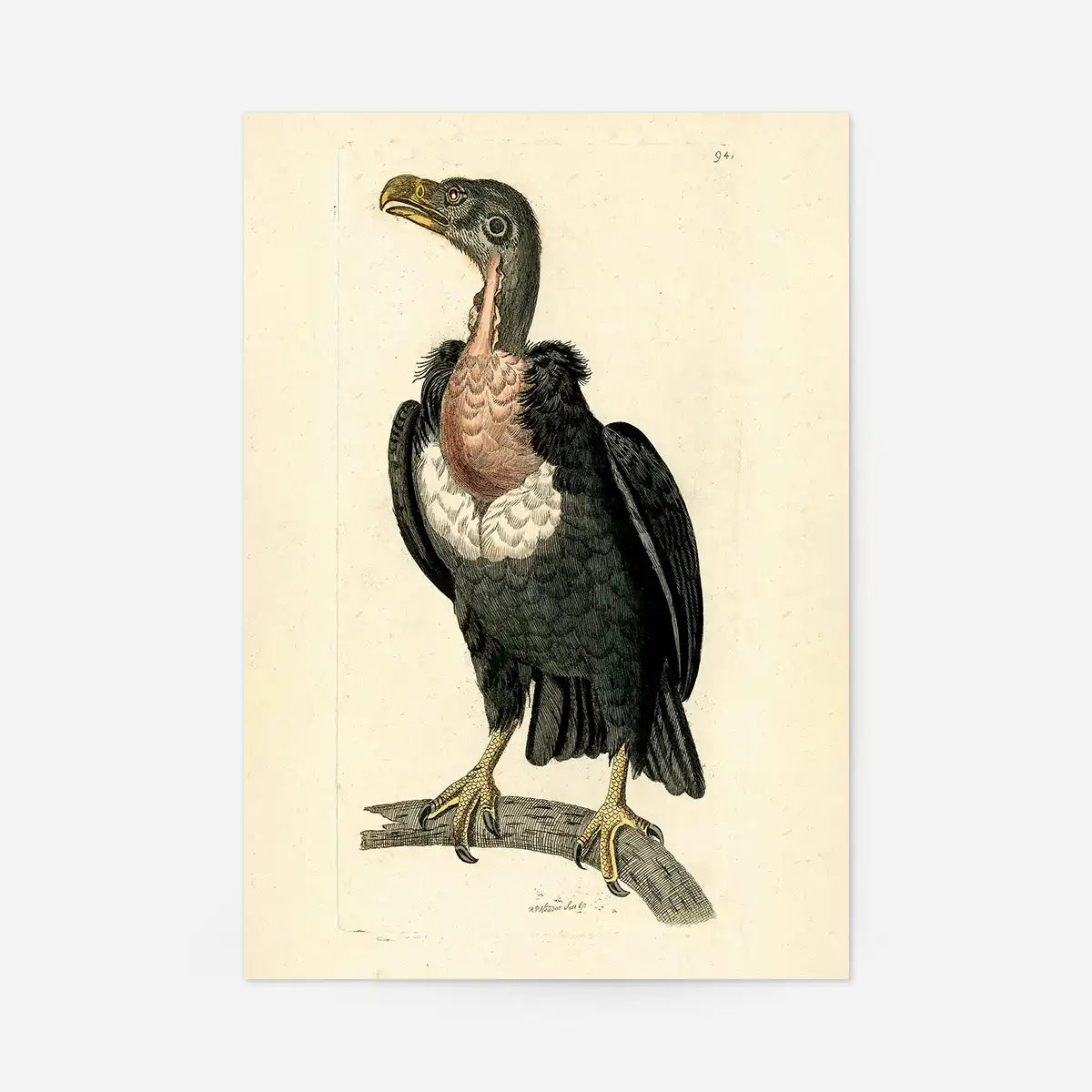 Vintage Alpine Vulture Print