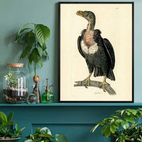 Vintage Alpine Vulture Print