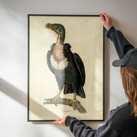 Vintage Alpine Vulture Print