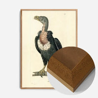 Vintage Alpine Vulture Print