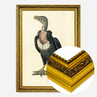 Vintage Alpine Vulture Print