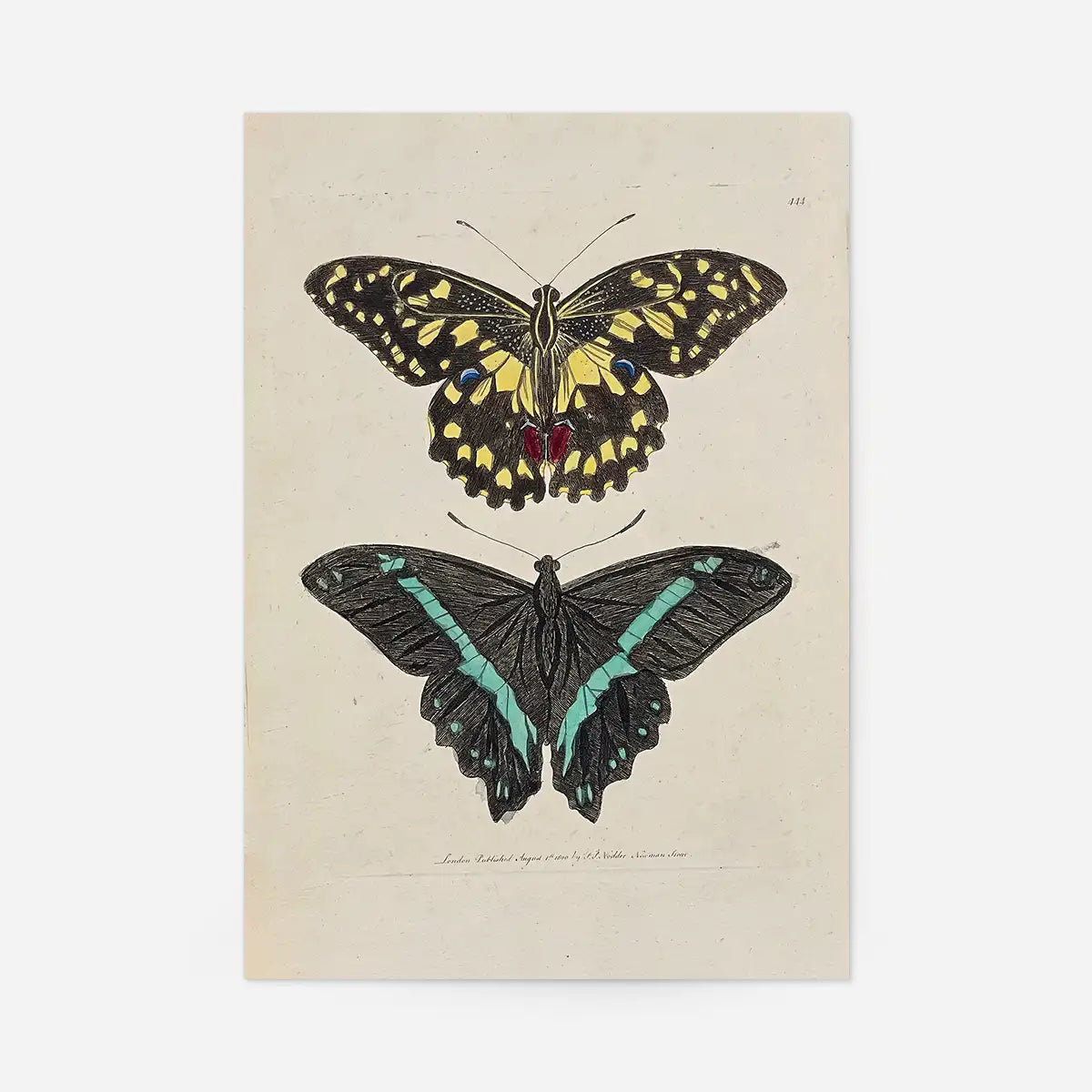Vintage Butterflies Print