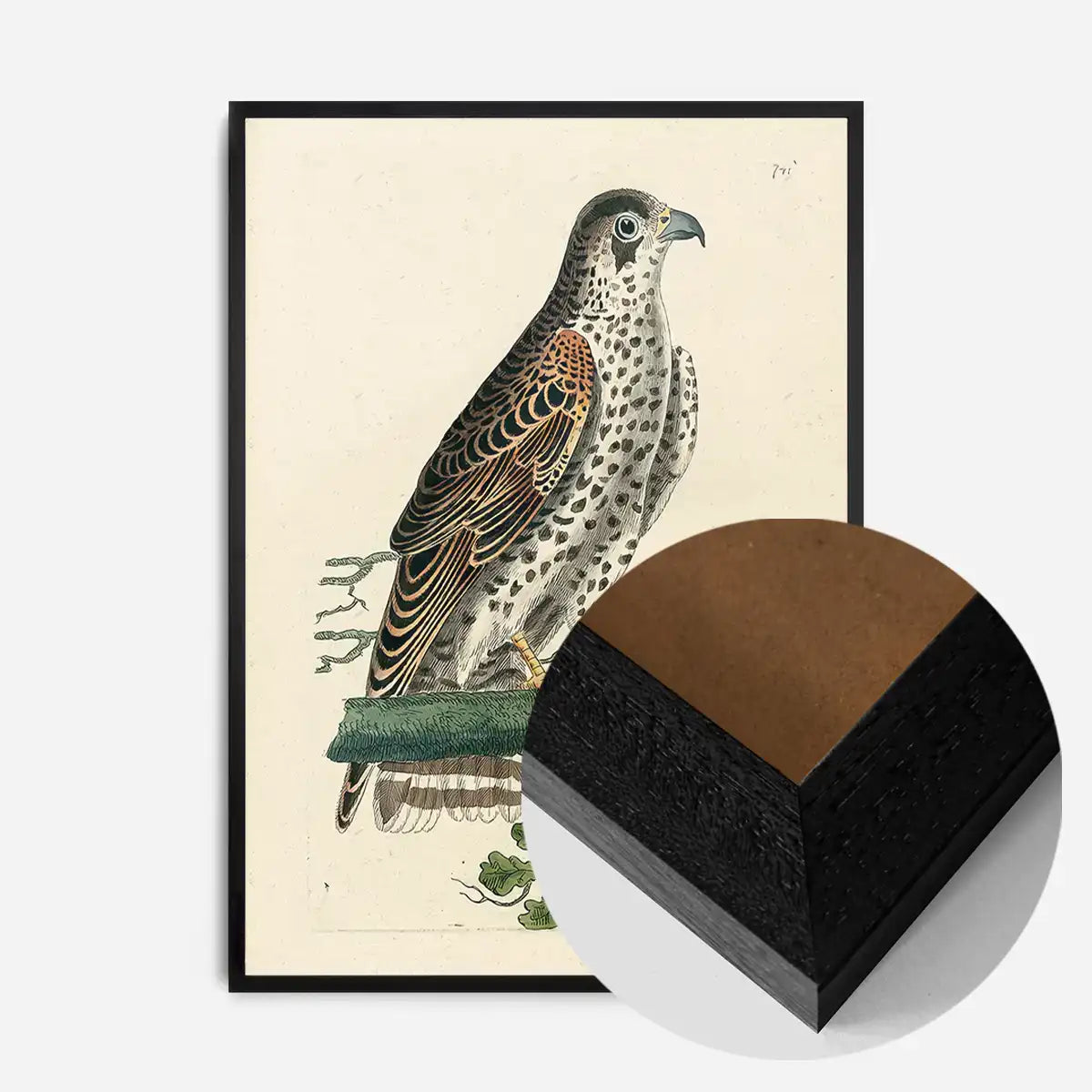 Vintage Falcon Bird Print