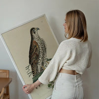 Vintage Falcon Bird Print