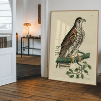 Vintage Falcon Bird Print