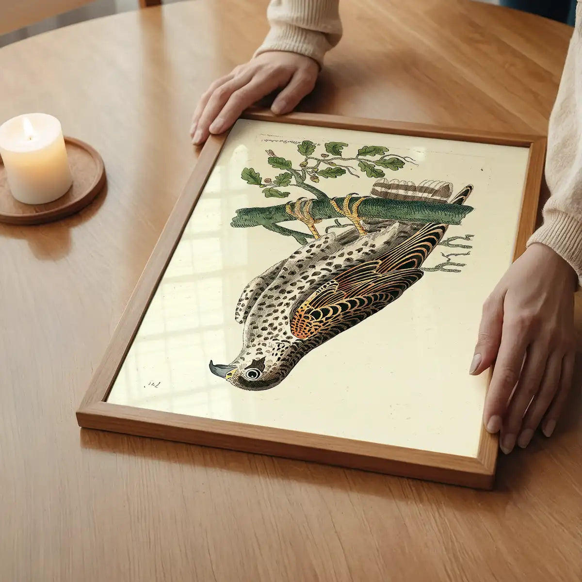 Vintage Falcon Bird Print
