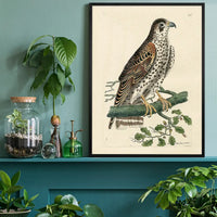 Vintage Falcon Bird Print