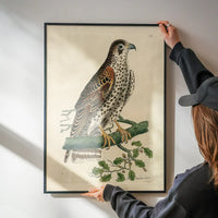Vintage Falcon Bird Print