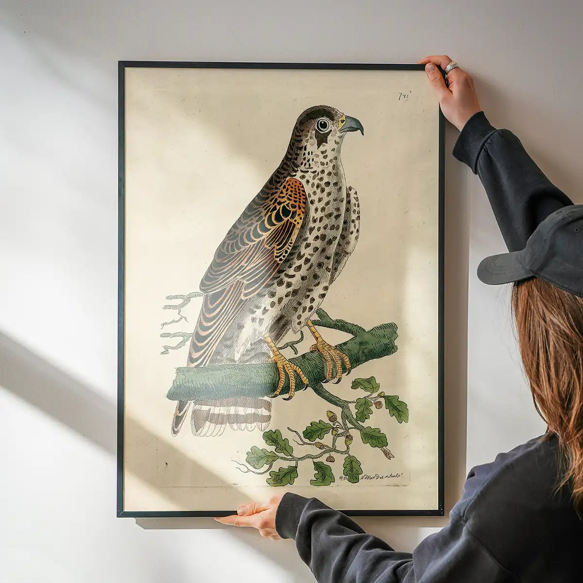 Vintage Falcon Bird Print