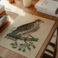 Vintage Falcon Bird Print