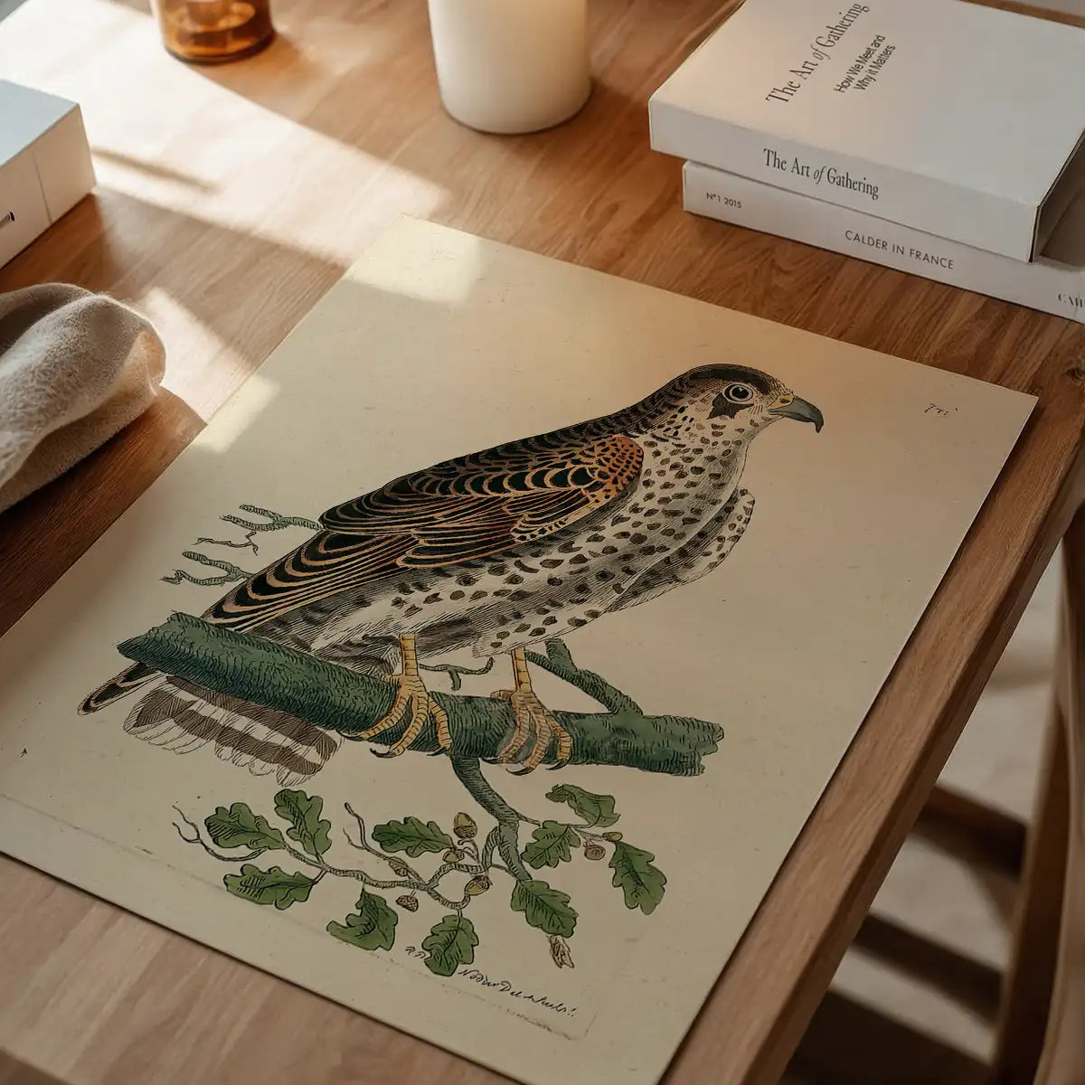 Vintage Falcon Bird Print