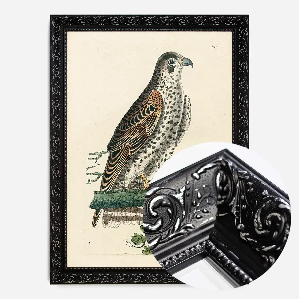 Vintage Falcon Bird Print