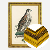 Vintage Falcon Bird Print