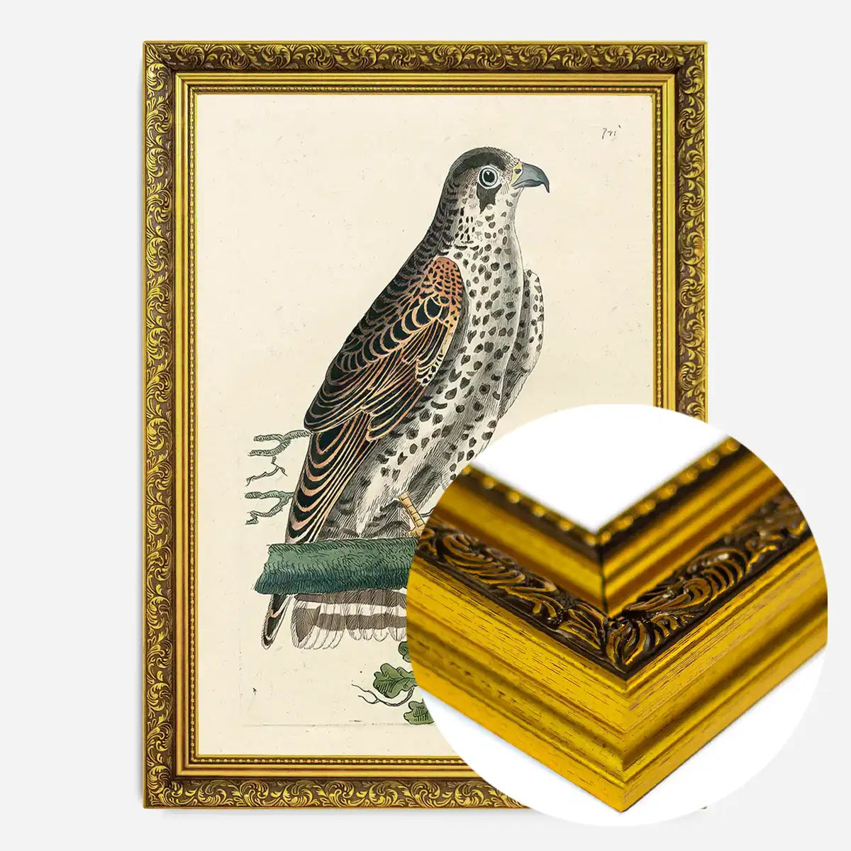 Vintage Falcon Bird Print