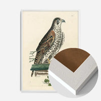 Vintage Falcon Bird Print