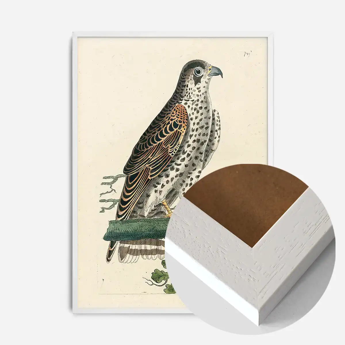 Vintage Falcon Bird Print