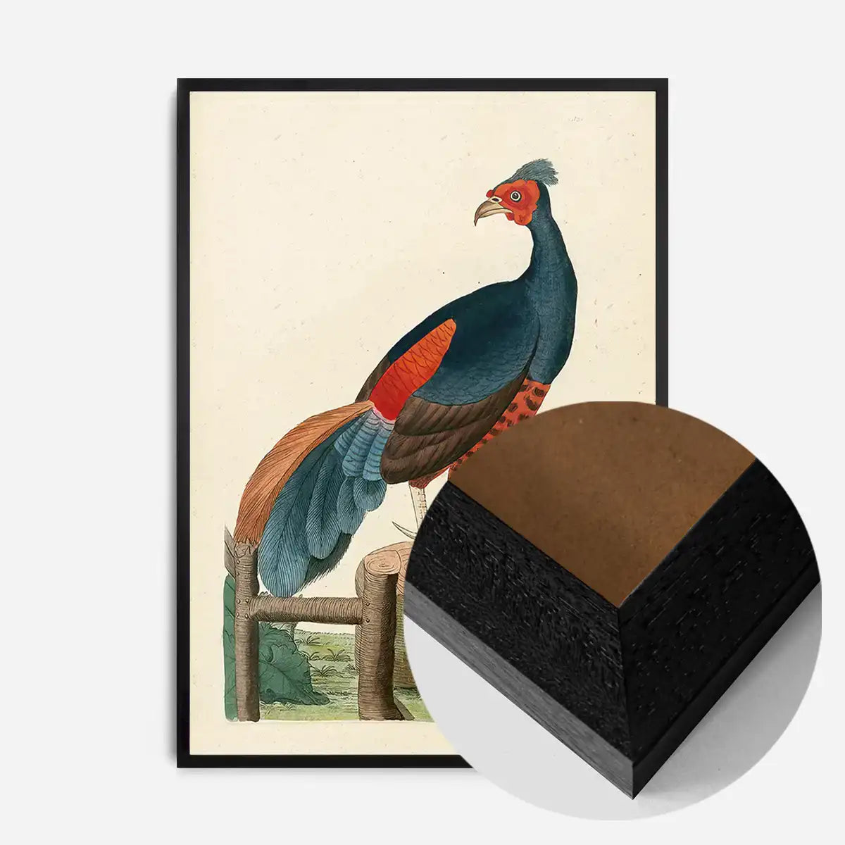 Vintage Fire-Backed Pheasant Bird Print