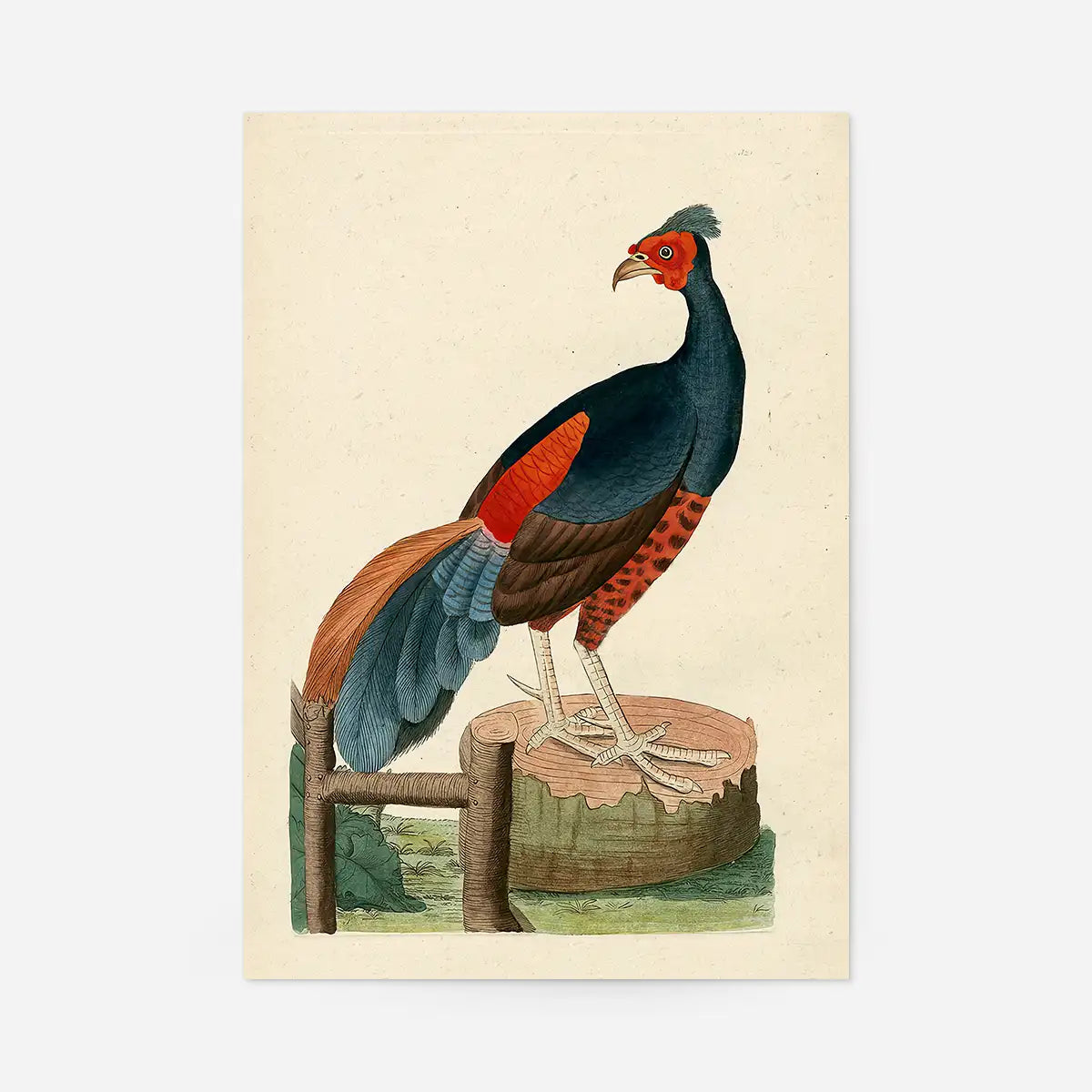 Vintage Fire-Backed Pheasant Bird Print