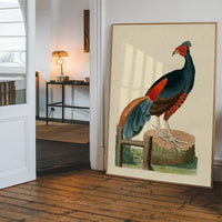 Vintage Fire-Backed Pheasant Bird Print
