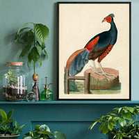 Vintage Fire-Backed Pheasant Bird Print