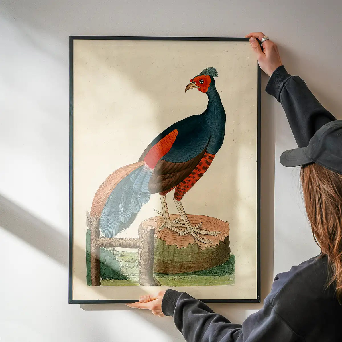 Vintage Fire-Backed Pheasant Bird Print