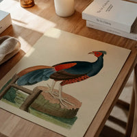Vintage Fire-Backed Pheasant Bird Print