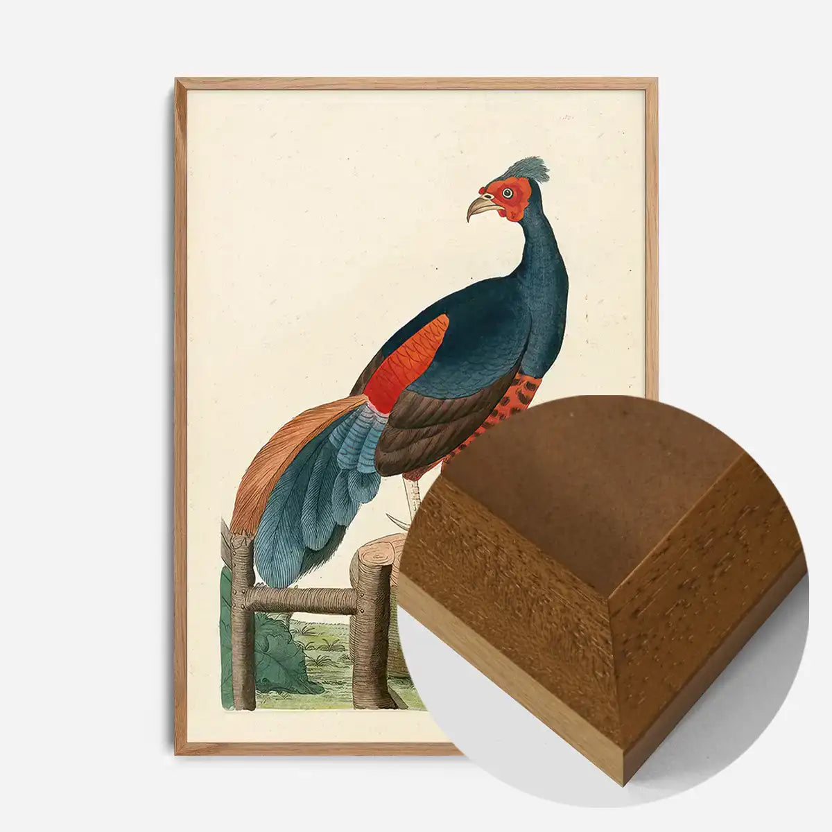 Vintage Fire-Backed Pheasant Bird Print