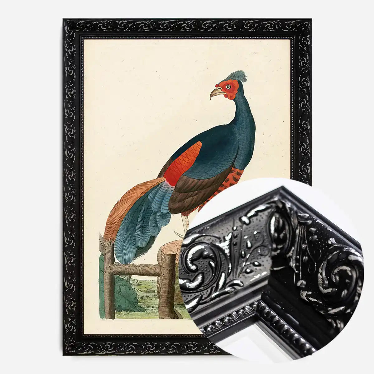 Vintage Fire-Backed Pheasant Bird Print