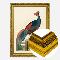Vintage Fire-Backed Pheasant Bird Print