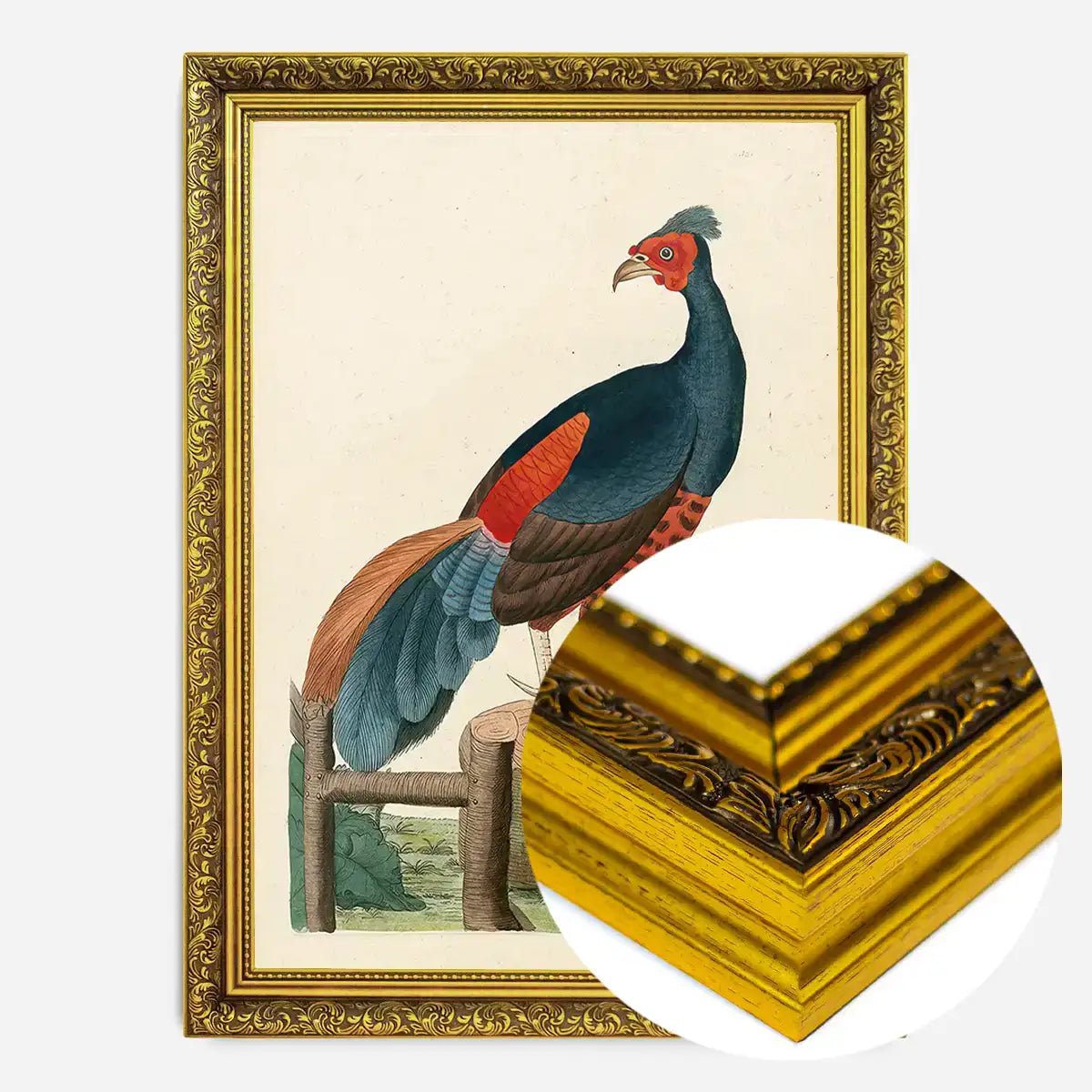 Vintage Fire-Backed Pheasant Bird Print