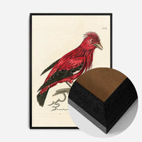 Vintage Crimson Chatterer Bird Print