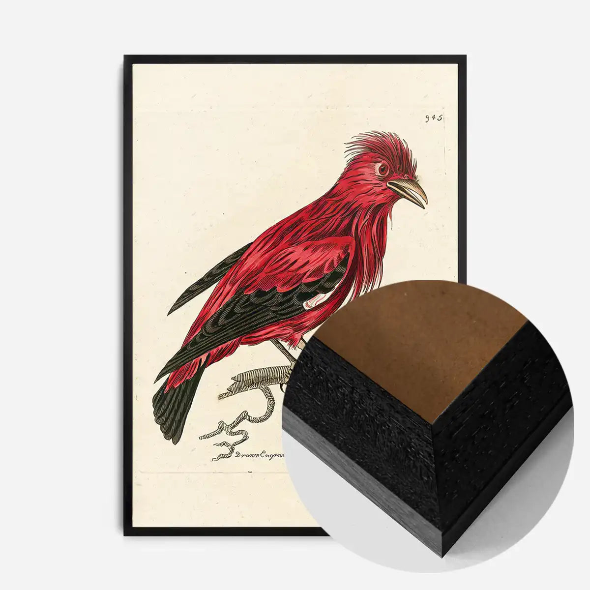 Vintage Crimson Chatterer Bird Print