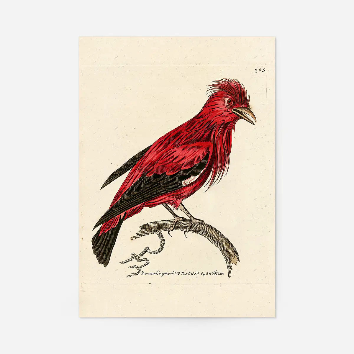 Vintage Crimson Chatterer Bird Print