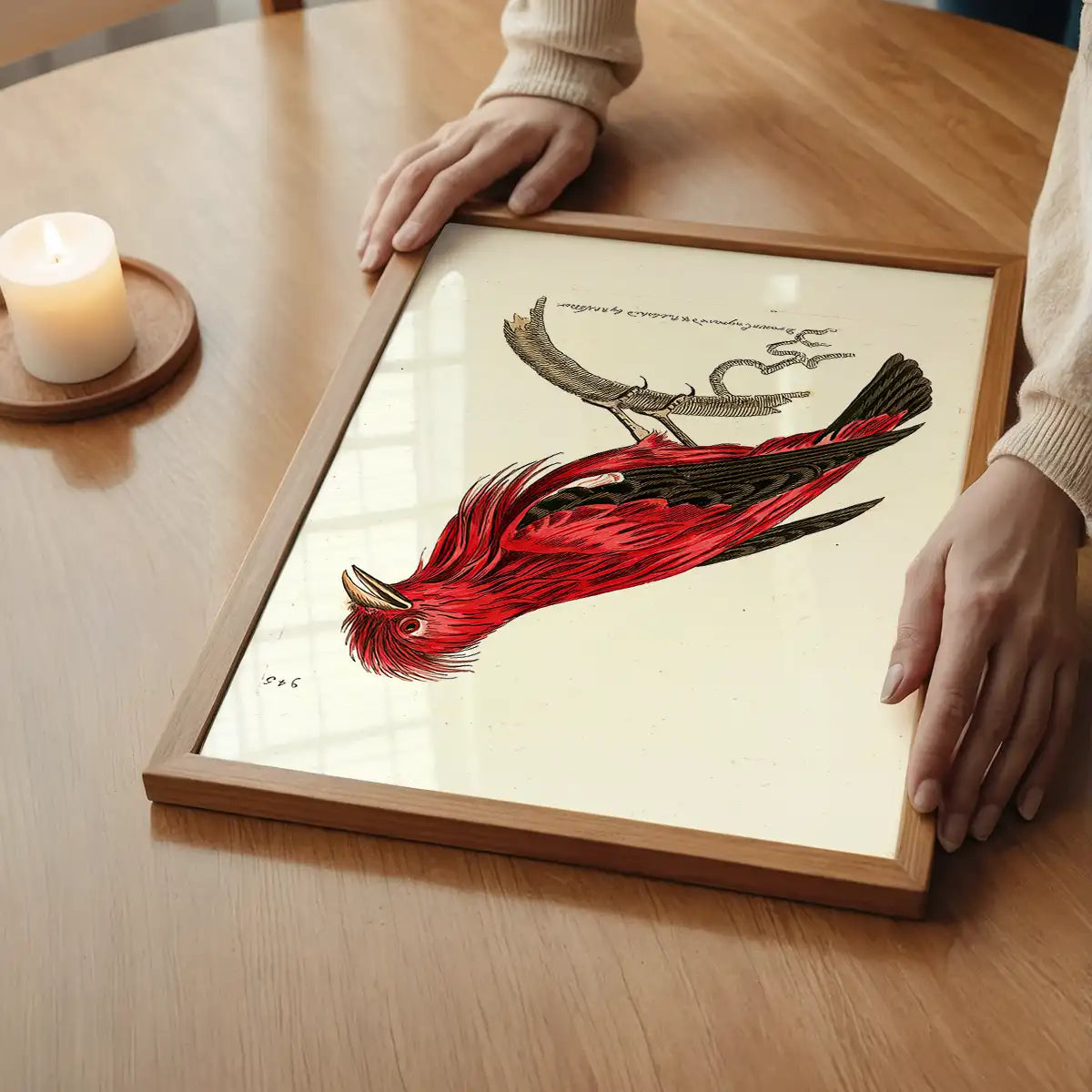 Vintage Crimson Chatterer Bird Print