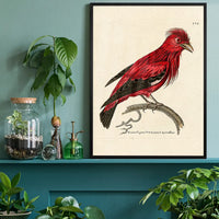 Vintage Crimson Chatterer Bird Print