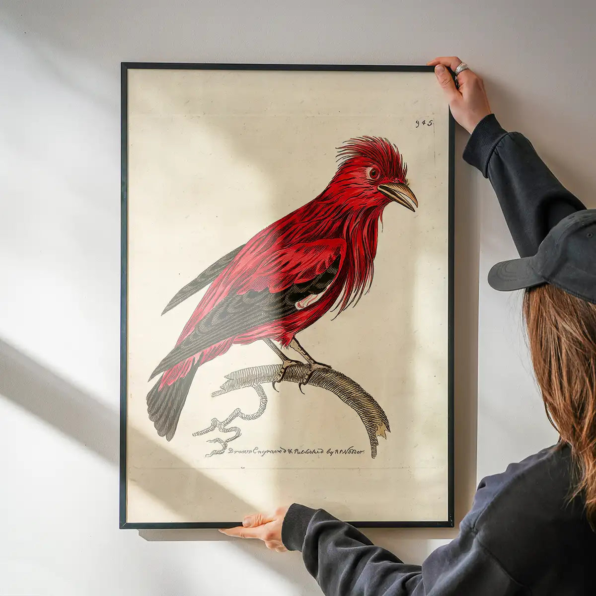 Vintage Crimson Chatterer Bird Print