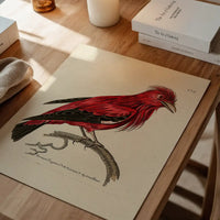 Vintage Crimson Chatterer Bird Print