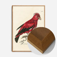 Vintage Crimson Chatterer Bird Print
