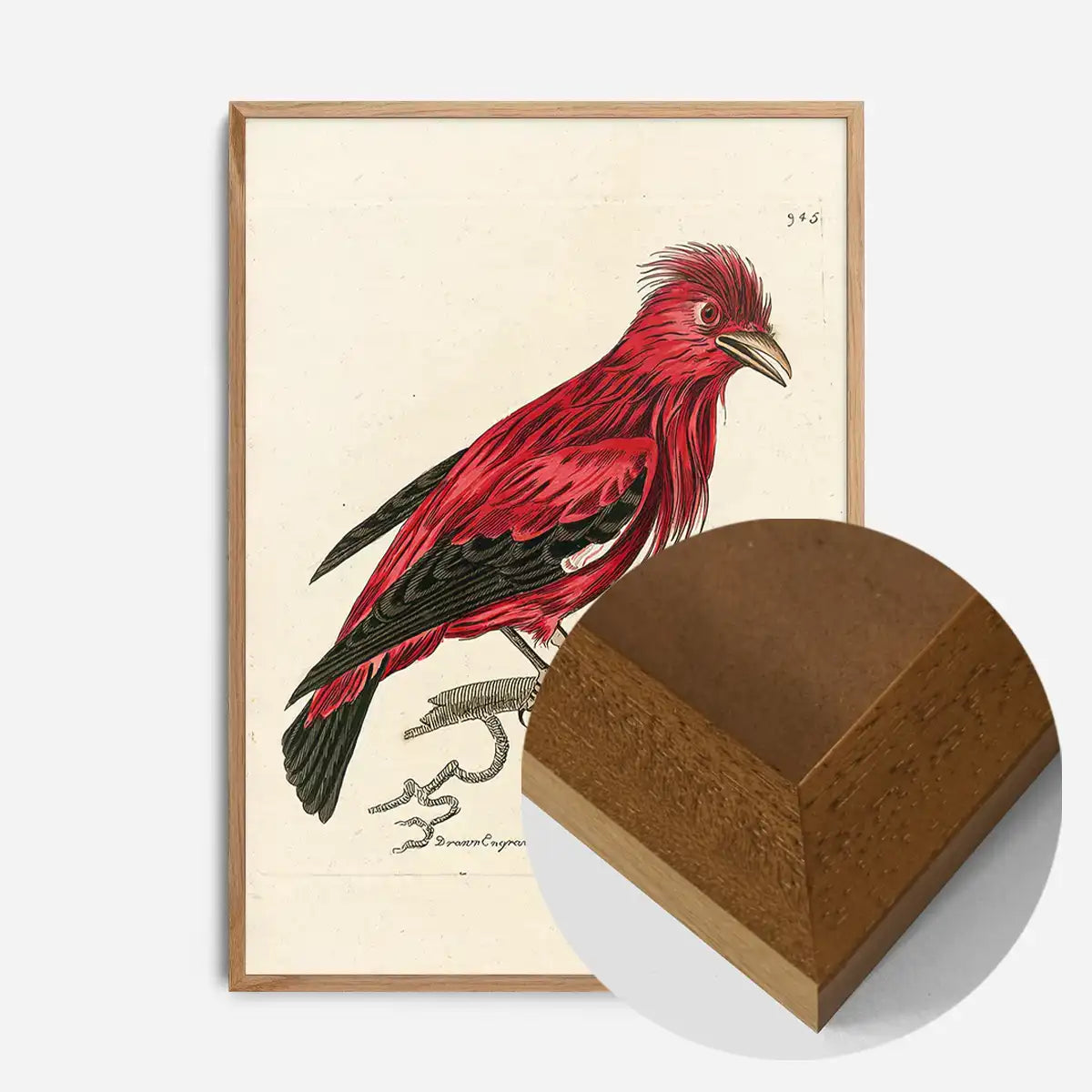 Vintage Crimson Chatterer Bird Print