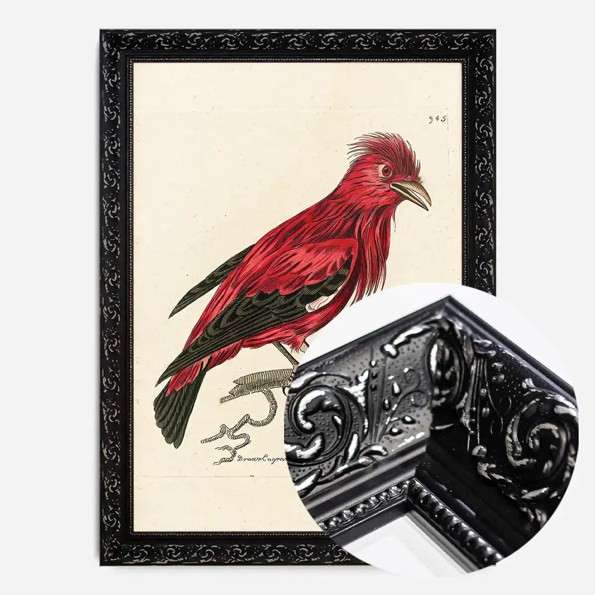 Vintage Crimson Chatterer Bird Print