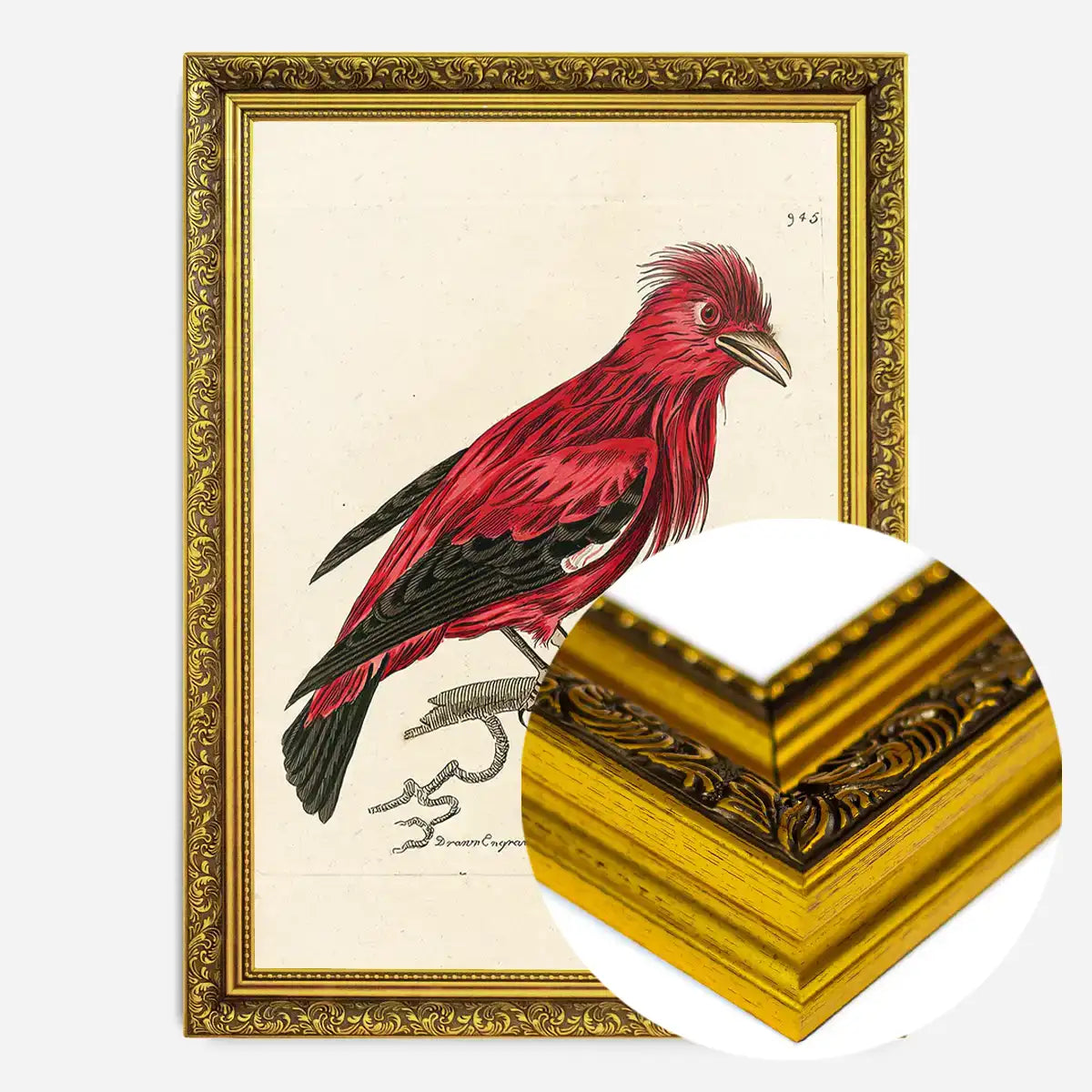 Vintage Crimson Chatterer Bird Print